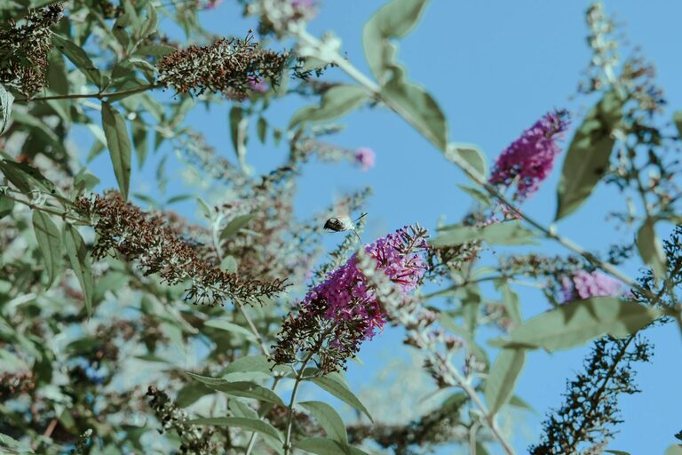 Jak stworzyć przyjazny ogród, który przyciąga motyle i pszczoły